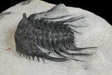 Spiny Leonaspis Trilobite - Morocco #139649-4